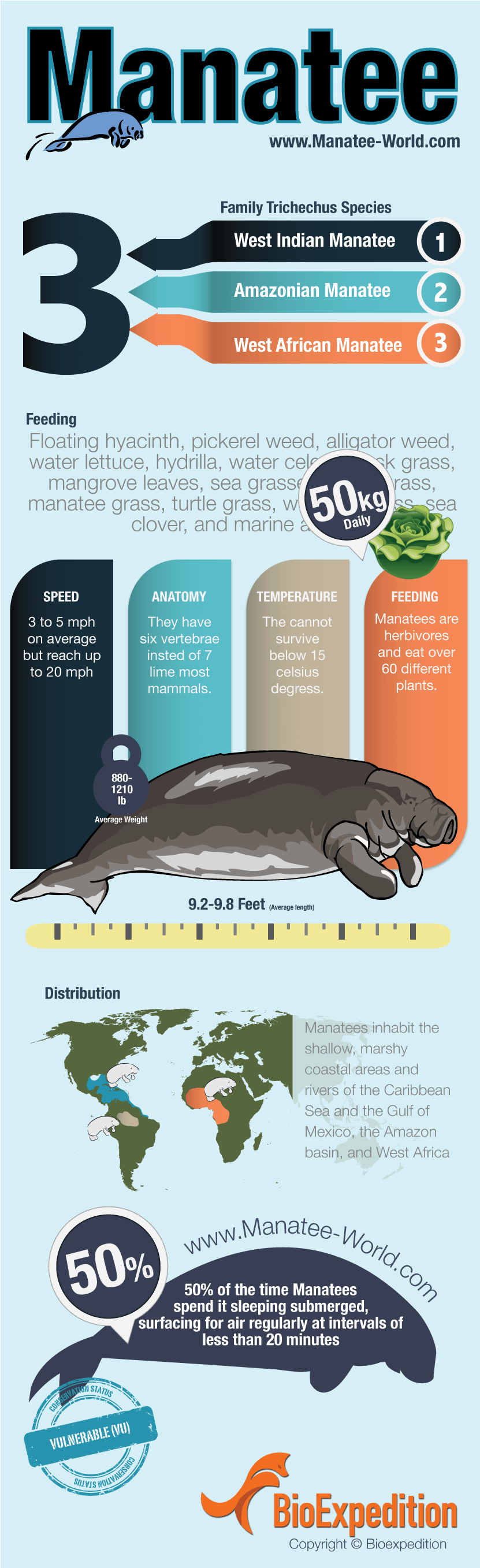 Fun Facts About Manatees Manatee Florida Manatee Florida Riset   Manatee General Infographics 