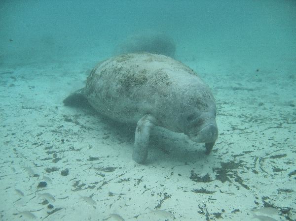 Manatee Searching for Food