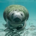 Interact with manatees.