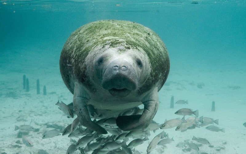 Where to see Manatees in Florida?