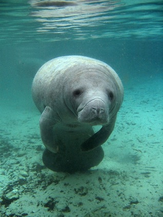 Top Facts about Manatees