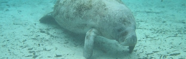 Manatee Research