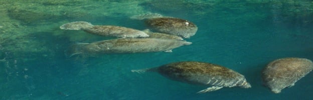 Manatee Social Structure