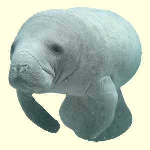 top manatee facts